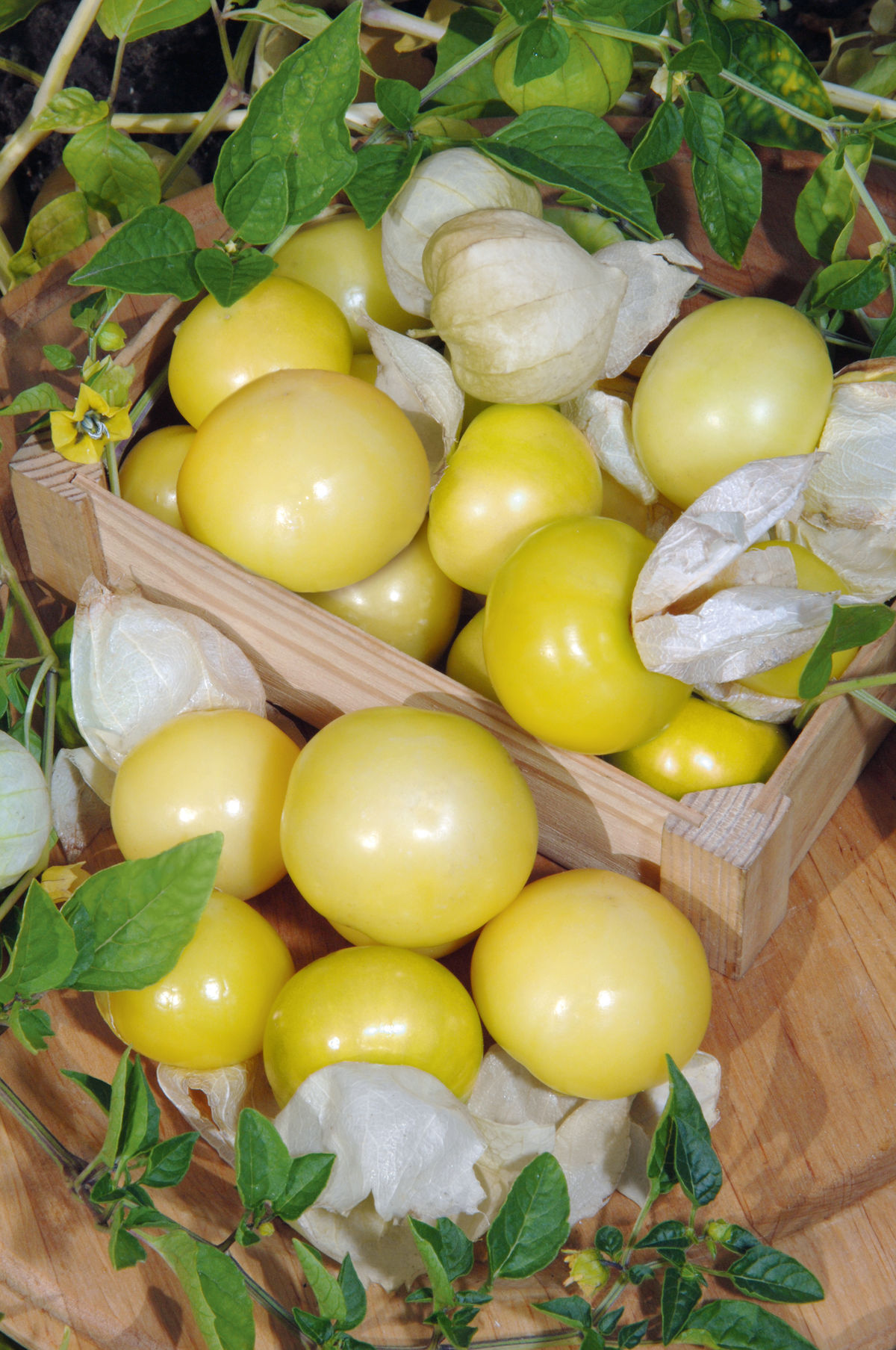 Machovka ‘Amarylla’