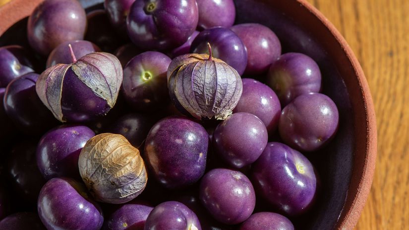 Machovka ‘Purple’