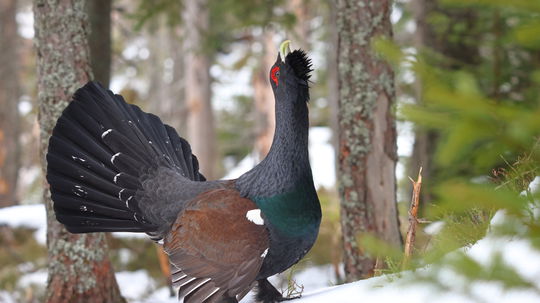 Hlucháňovi sa na Slovensku darí jedine v...