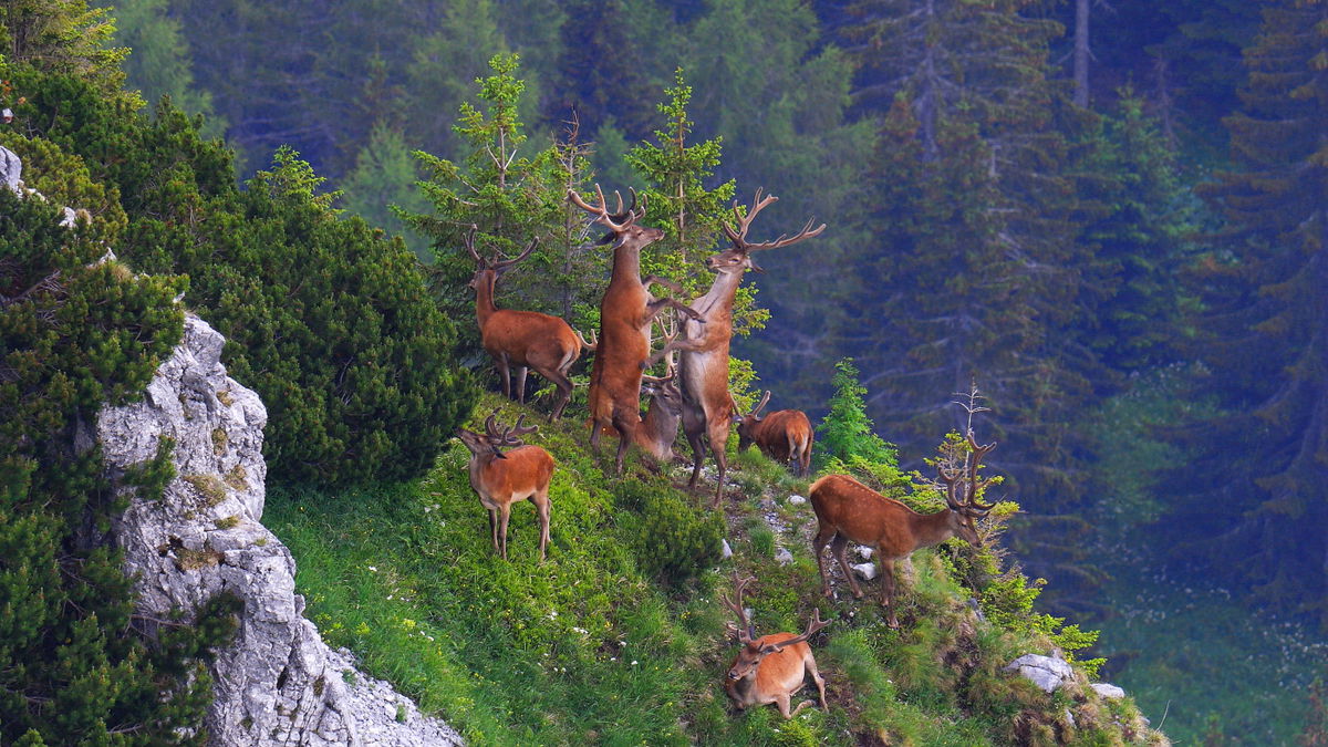 jelen, Karpaty