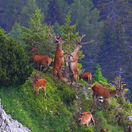jelen, Karpaty