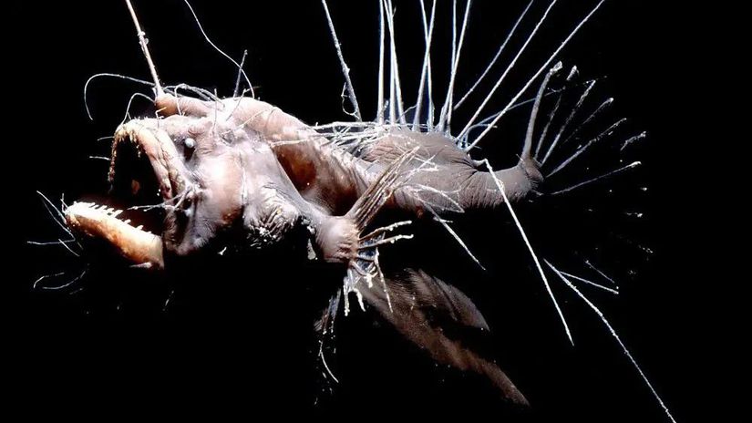 humpback anglerfish (Melanocetus johnsonii)