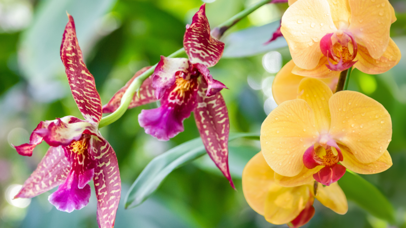 orchidey