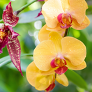 orchidey