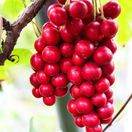 schizandra