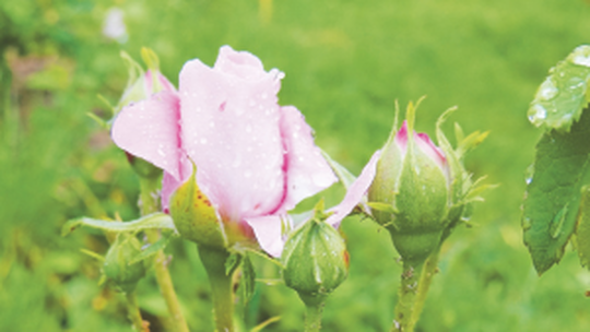 ‘Ispahan’ (‘Pompon des Princes’) – bohato...