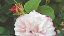 ‘Léda’ (‘Painted Damask’) – biela s karmínovými...