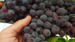 Jupiter seedless, vinič, Jozef Teplan