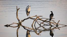 volavka popolava, kormoran velky, ioannina, grecko