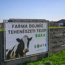 Baka / Farma / Krava /