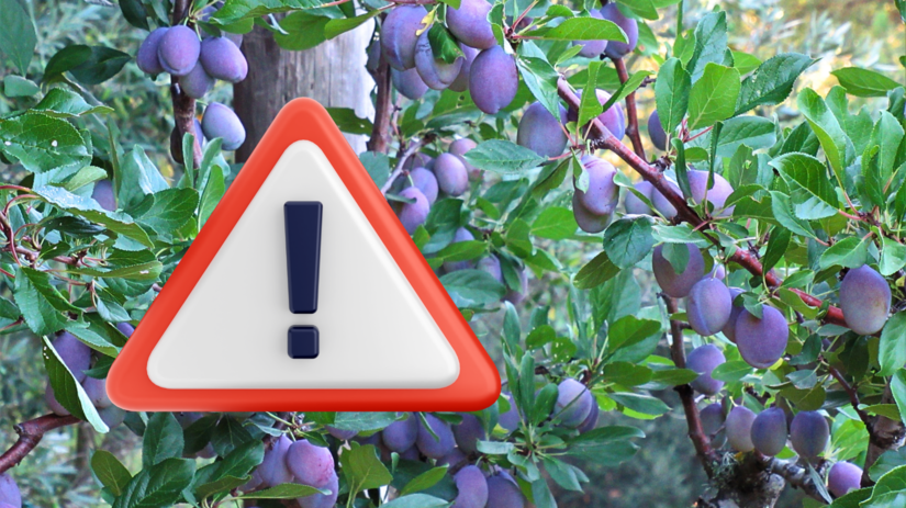 slivky, výkričník, upozornenie