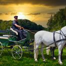 kone, koč, voz, pohonič, kočiš, bič,