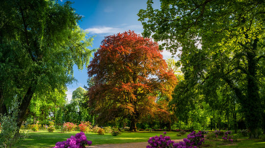 1. miesto: buk Srdce Dalkowských vrchov (Poľsko)