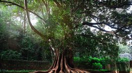 2. miesto: figovník The Lovers Banyan Tree...