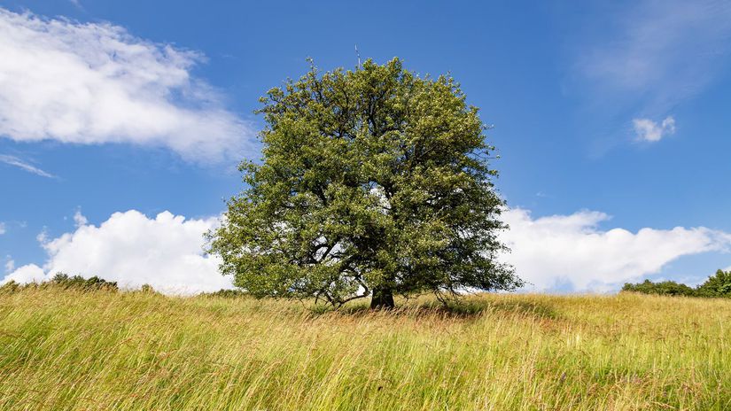 bošácka hruška, hruška planá, Bošáca