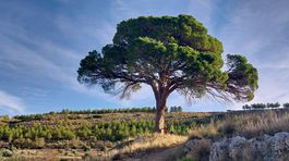 3. miesto: borovica de Juan Molinera (Španielsko)