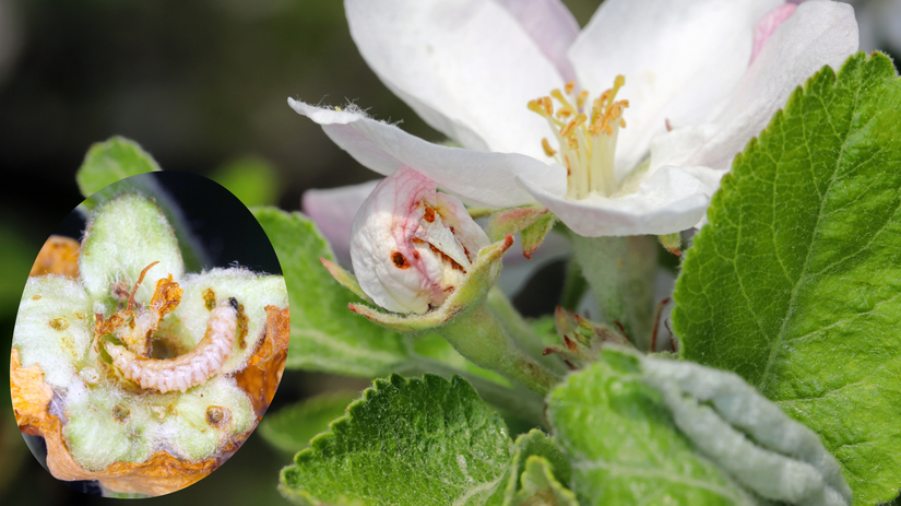 Kvetný púčik poškodený kvetovkou jabloňovou a...
