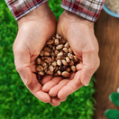 fazuľa, vysievanie, sejba, osivo, semená,