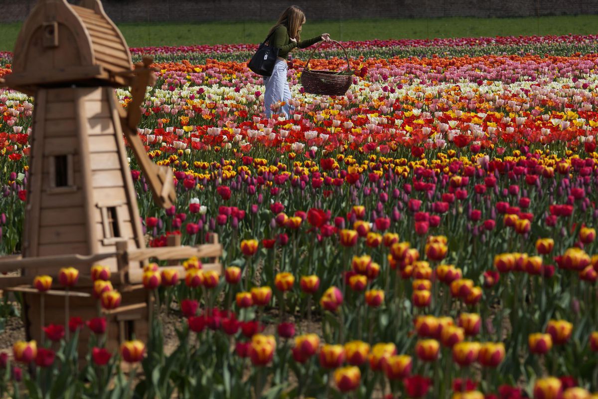 Taliansko, tulipány