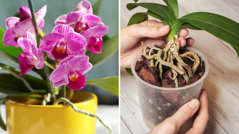 orchidea