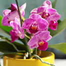 orchidea