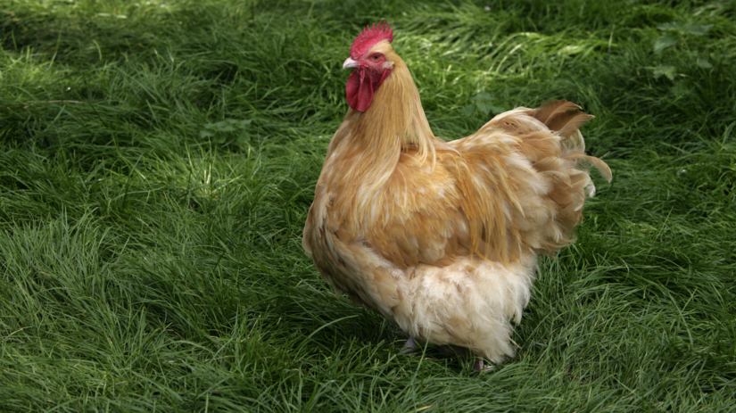 Orpingtonka (Buff Orpington)