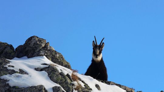 Nedisciplinovaní turisti i predátori. Populácia kamzíka klesla o 15 %