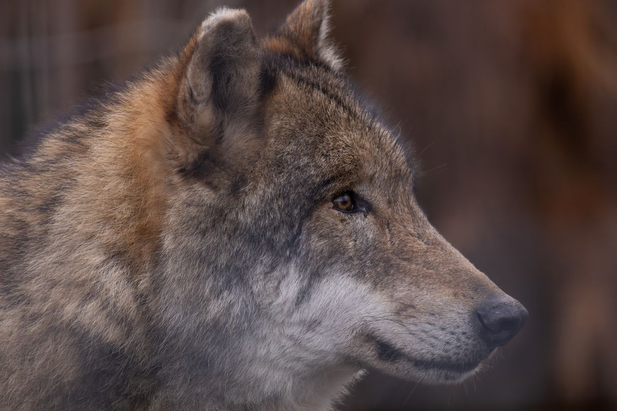 vlk, canis lupus