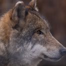 vlk, canis lupus
