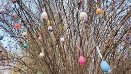 detail, vajíčkovník, Bojnice