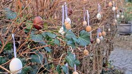 kríky, vajíčkovník, Bojnice