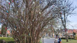 vajíčkovník, Bojnice