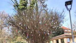 vajíčkovník, Bojnice