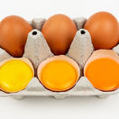 vajíčko, vajíčka, žĺtok, žĺtky