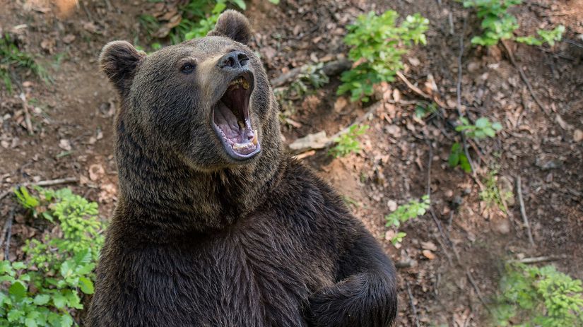 Bear / Medveď hnedý /