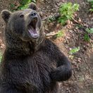 Bear / Medveď hnedý /