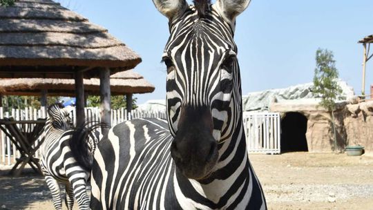 Zvieratá z Eko Parku Piešťany.