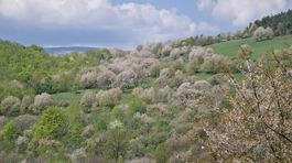 Ceresnove stromy nad Brdarkou