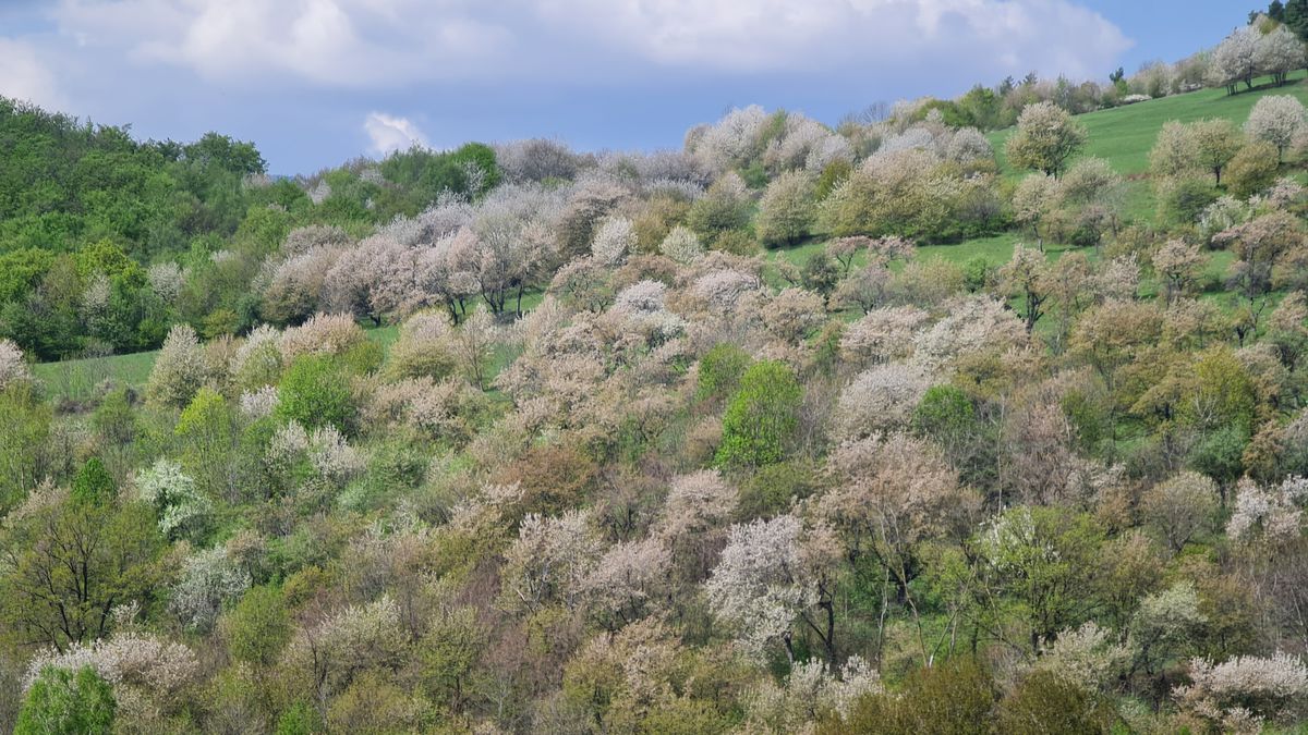 Jedna zo strání nad Brdárkou s čerešňovým sadom