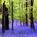 modrý les, Hallerbos, kvety, zvončeky, Belgicko