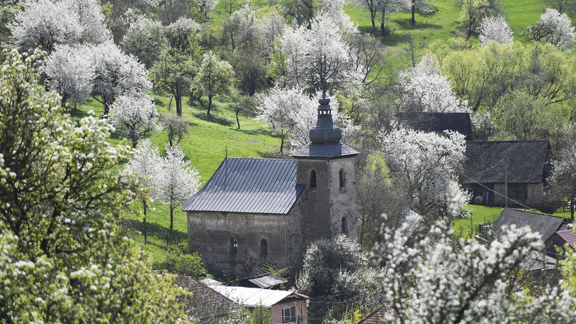 Brdárka Čerešne Stromy Sad Kvitnutie