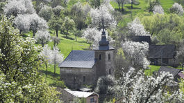 Brdárka Čerešne Stromy Sad Kvitnutie