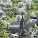 Brdárka Čerešne Stromy Sad Kvitnutie