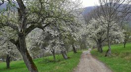 Počasie Brdárka Čerešne, Brdárka