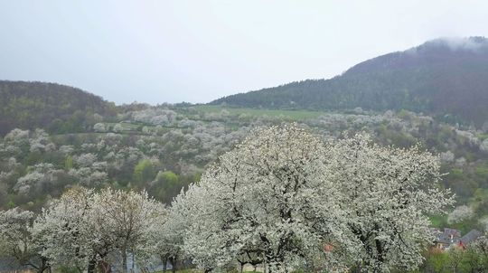 Zakvitnuté stromy čerešní v sade v obci...