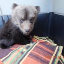 medvieďa, zoo, Bojnice