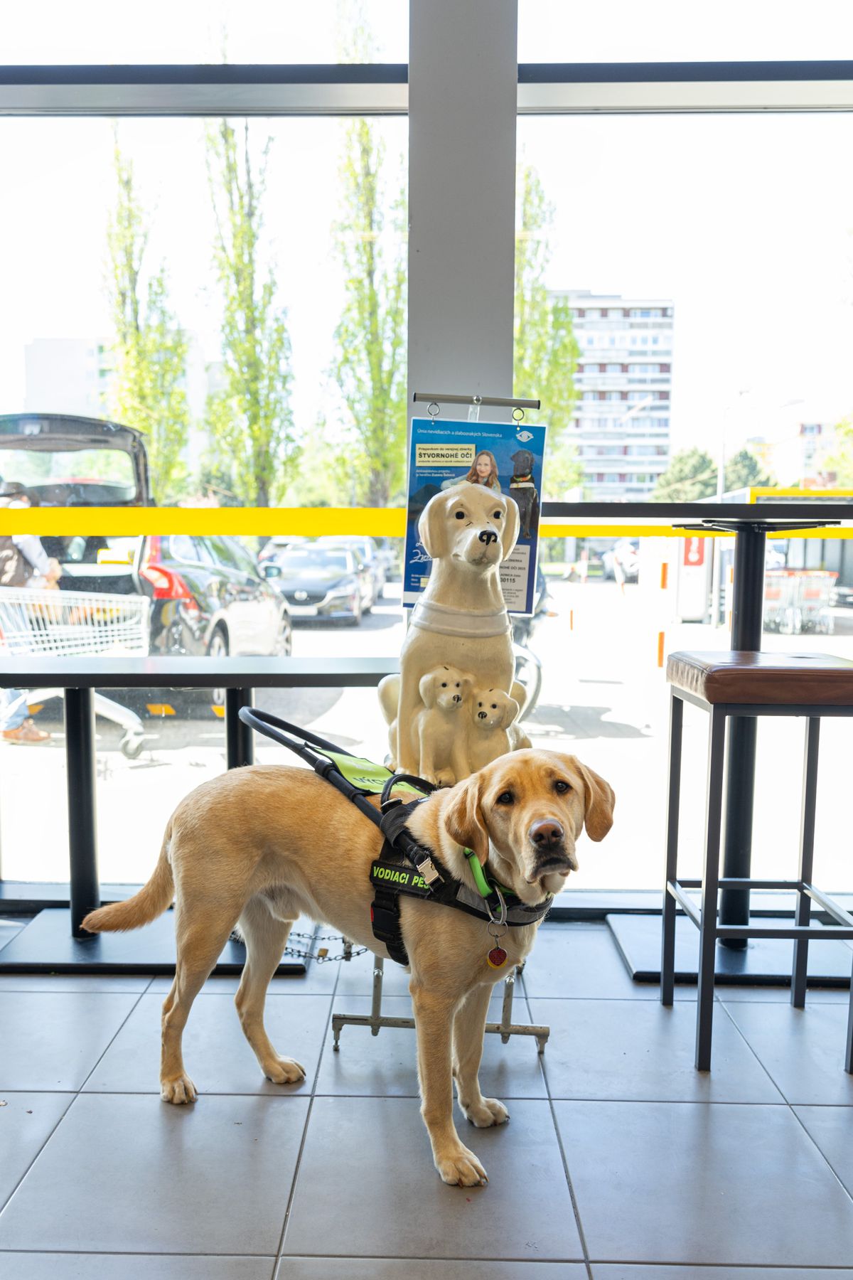 Pes Bruno v predajni BILLA  pri pokladníčke...