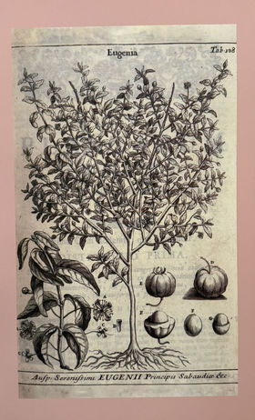 Rastlina Eugenia uniflora pomenovaná po...