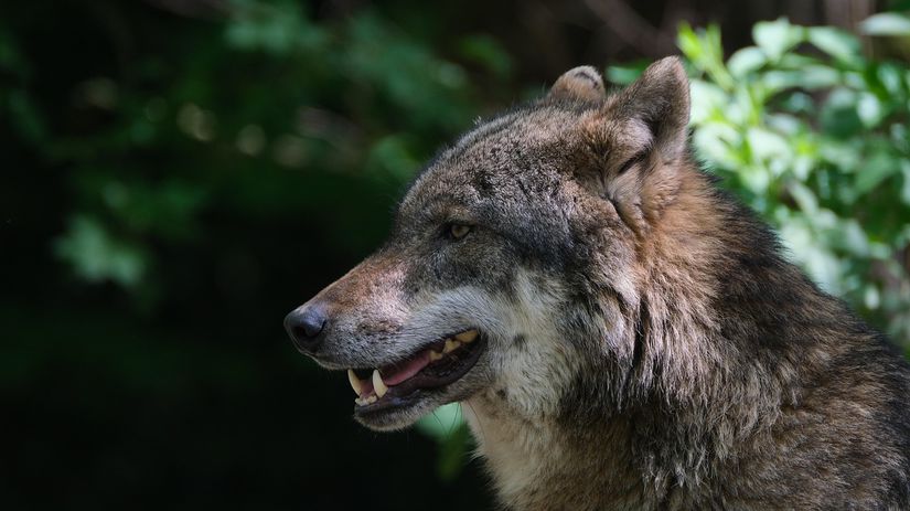 Vlk dravý / Wolf /