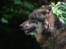Vlk dravý / Wolf /